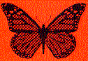 [Butterfly]